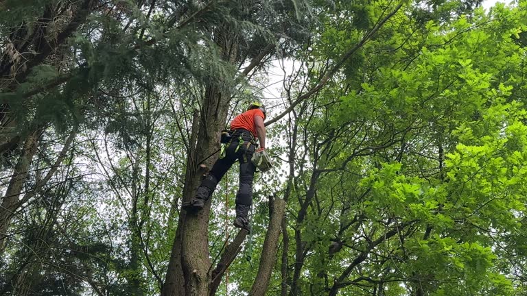 How Our Tree Care Process Works  in Mount Shasta, CA